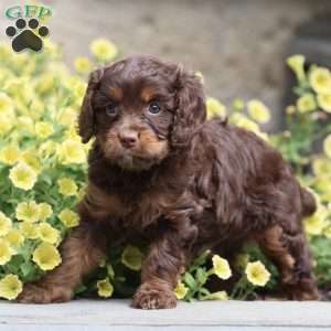 Bunny, Cavapoo Puppy